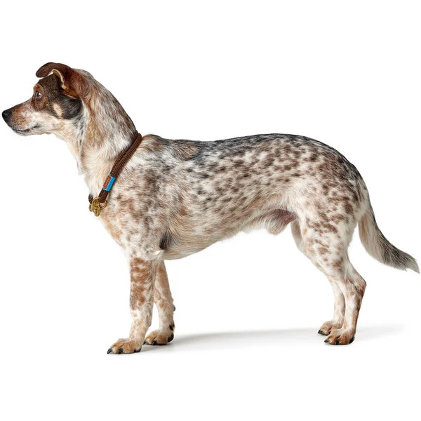 Hunter Oss Halsbånd 65 Brun - let og komfortabelt hundehalsbånd